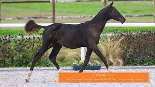 Drakaris SA Z China Touch Hero x Dominator 2000 Z I 6monthsold I [upl. by Lyall793]