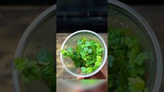 How To Propagate Oak Leaf Creeping Fig 🌱 [upl. by Rozalie915]