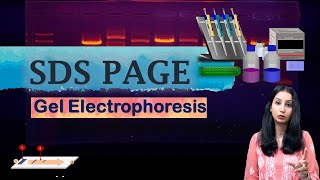 SDS PAGE I Polyacrylamide Gel Electrophoresis I Technique Complete Detail [upl. by Osric388]