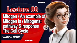 Mitogen  An example of mitogen is  Mitogens pathway amp response  The Cell Cycle  Lecture 6 [upl. by Yodlem]