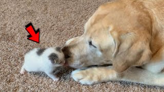 Dog Takes Stray Kitten Under His Wing and Raises Her into Beautiful Cat [upl. by Zackariah]