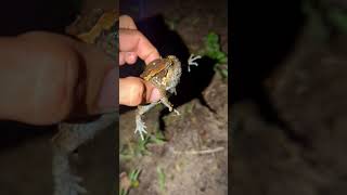 Funny frog when caught  Catching a frog for fun  biog boing funny Froggy  cartoon funny frog [upl. by Ahsahs815]