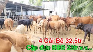 1210  Mẹ con cái kem 158tr Mẹ kem đực BBB 225tr  Trại Bò Thành Trung [upl. by Haddad]