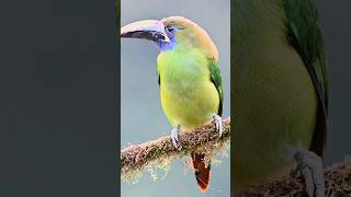 Emerald Toucanet EmeraldToucanet [upl. by Oigres544]