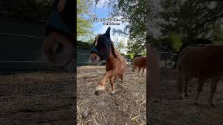 Fliegenhaube ohne Nähen verkleinern 🪡❌ horse equestrian diy pferd pony [upl. by Naedan]