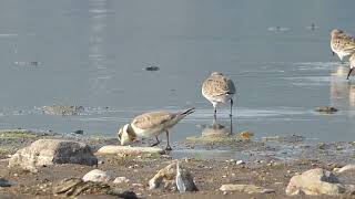 107 Kulík písečný Charadrius hiaticula Ringed Plover [upl. by Aicilla]