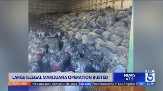 Over 100 million worth of marijuana found in San Bernardino County drug bust [upl. by Zwart]