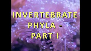 Invertebrate Phyla  Part I [upl. by Yeliac]