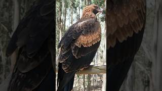 Australia wedgetailed eagle [upl. by Messab180]