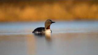 Nome Alaska Nature Photo Tour  Workshop [upl. by Akem20]