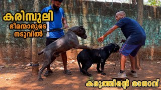 CANE CORSO കരിമ്പുലികൾ  Vickies Greeny [upl. by Llenhoj]