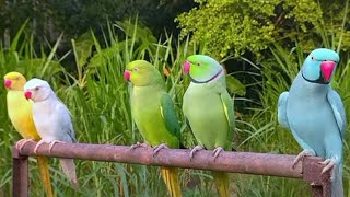 parrot sound long video [upl. by Rather909]