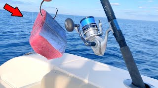 Dropping Big Cut Bait Over a Shipwreck for Dinner Catch Clean amp Cook [upl. by Larimor]