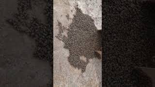 capturing a wild swarm of africanized honey bees [upl. by Jonah]