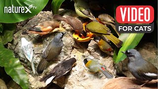 Bird Chirping for Cats to watch 🐦 Soothing nature sounds for your Pet to relax [upl. by Nnyltak]