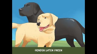 Honden laten paren [upl. by Schaumberger]