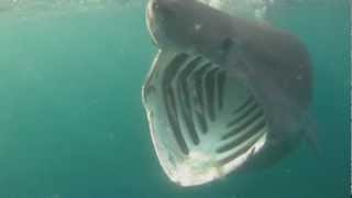 Basking Sharks Cornwall [upl. by Ricarda123]