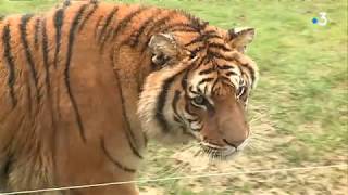 Côted’Or  le parc animalier de l’Auxois fête ses 30 ans [upl. by Urata]