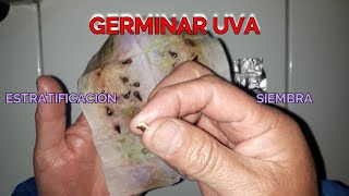 🍇Como Germinar Semillas De Uva En Casa  ESTRATIFICACIÓN PASO A PASO 🍇 Sembrar UvasIvantrugarden [upl. by Oicnedif]