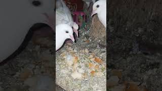 Feeding time but baby pigeon so curious 🤔pigeon subscribe shortvideo bird birdspecies [upl. by Powell353]