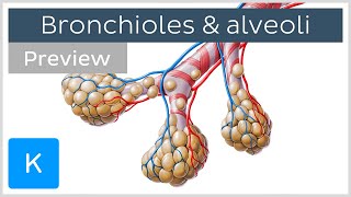 Bronchioles and alveoli Structure and functions preview  Human Anatomy  Kenhub [upl. by Jallier]