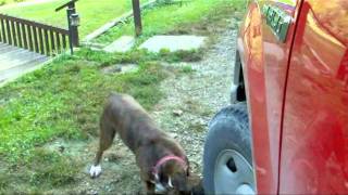 Dog Bites Tires And Causes A Flat [upl. by Richers]