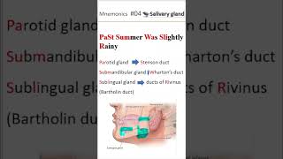 Ductal system of salivary gland shorts salivaryglands [upl. by Petulia]