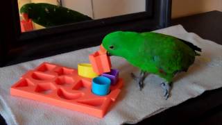 Jasper Eclectus Parrot Shape Puzzle [upl. by Hubing784]