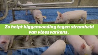 Stramheid bij vleesvarkens bestrijden met biggenvoer [upl. by Dranek403]