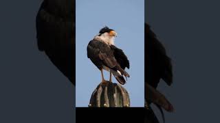 Crested Caracara Fascinating Bird of Prey [upl. by Notsirt878]