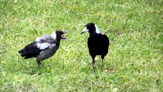 Hungry baby magpie [upl. by Eceined953]