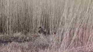 Booming Bittern at Hickling Broads Nature Reserve [upl. by Rhody641]