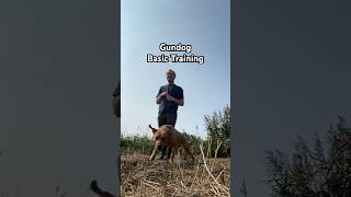 Gundog Training marked Retrieves with Fox Red Lab gundog dogtraining shorts labrador [upl. by Depoliti]