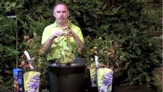 How To Grow Blueberries  Killarney Garden Centre [upl. by Hanforrd]