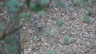 Observing Nature and a Whitetail Deer Bedding [upl. by Llehcim]