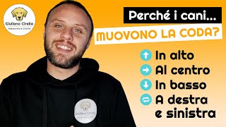 🐶 Perché i Cani Muovono la Coda 4 Movimenti  Significati  Giuliano Addestratore [upl. by Kayne68]