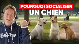 Pourquoi Socialiser Un Chien [upl. by Yllatan219]