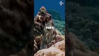 Color Blind Octopus and Camouflage How [upl. by Erialcyram]