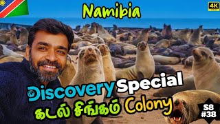 🦭African Sealion Colony தமிழில்👍 🇳🇦 Namibia Ep7 [upl. by Urbano]