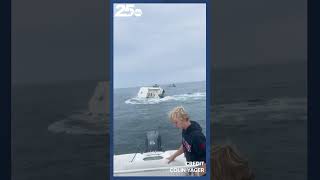 Breaching whale crashed into a boat Tuesday in Portsmouth Harbor capsizing it [upl. by Swetiana]