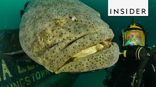 Meet the Goliath Grouper Fish [upl. by Hedwig107]