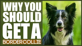 BORDER COLLIE 5 Reasons Why YOU SHOULD Get A Border Collie [upl. by Odette]