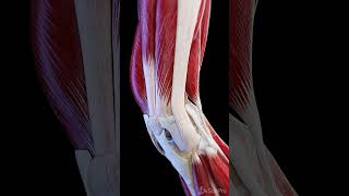 Muscles and ligaments of the moving knee joint anatomy meded 3dmodel [upl. by Geddes7]