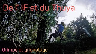 Elagage d un if rognage souches de thuya arboristjardinastuceelagagetreelifearbrenatureif [upl. by Silverman]