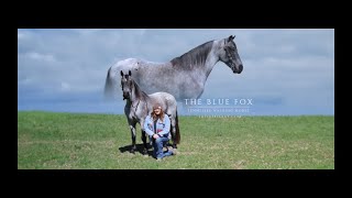 quotMeet Bluequot Blue Roan Tennessee Walker Gelding For Sale RanchTrailGaitedEnduranceCow [upl. by Fante]