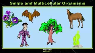 5th Grade  Science  Single and Multicellular Organisms  Topic Overview [upl. by Ithnan]