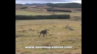 guide to ferreting lurchers longnets and action [upl. by Mairim]