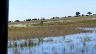 Lion chasing a Giraffe [upl. by Birkett]