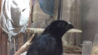 Negrita cubana reclamando machofemale cuban bullfinch singing [upl. by Aelak]