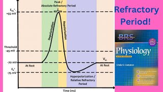 BRS Physiology  Refractory periods of Action Potential  FCPS Part1 [upl. by Mellen930]